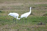 Whooping Crane